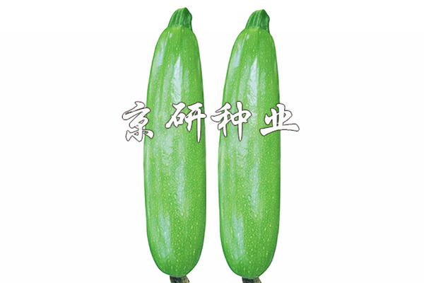 翠葫8號(hào)