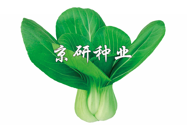 國夏1號(hào)