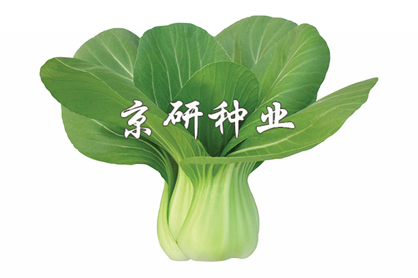 國夏2號(hào)