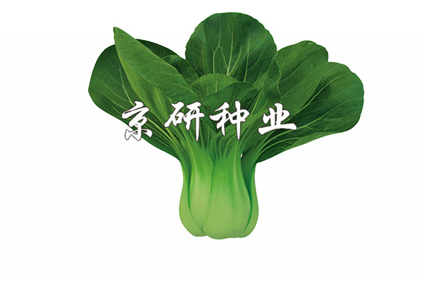 京綠1號(hào)
