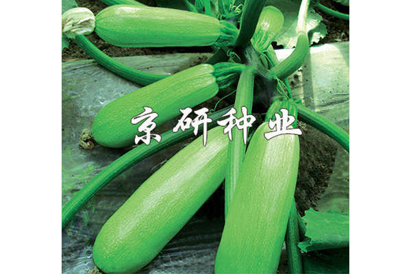 京葫8號(hào)