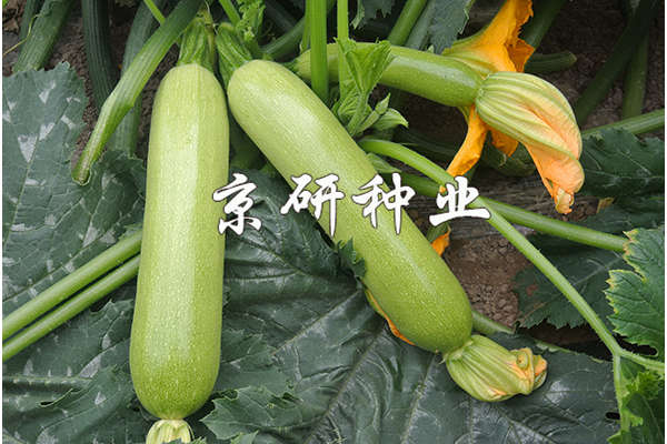 京葫7號(hào)