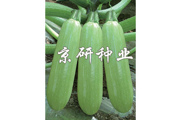 京葫4號(hào)