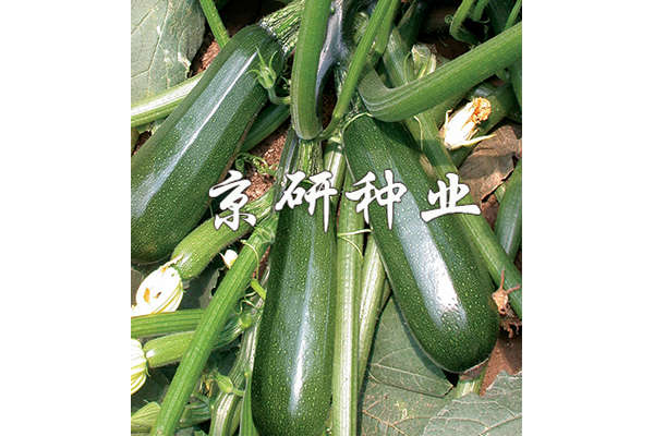 京葫2號(hào)